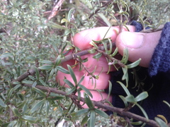 Coprosma pseudocuneata