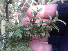 Coprosma pseudocuneata