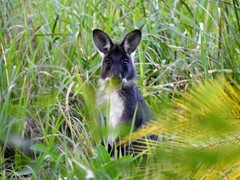 Osphranter robustus robustus