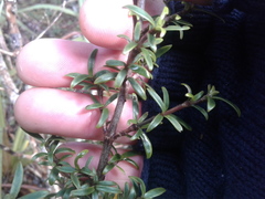 Coprosma pseudocuneata