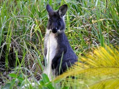 Osphranter robustus robustus