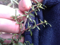 Coprosma pseudocuneata