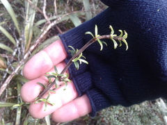 Coprosma pseudocuneata