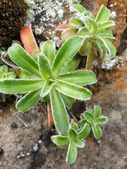 Saxifraga hostii