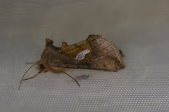 Autographa bractea