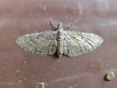 Eupithecia palpata