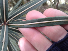 Pseudopanax linearis