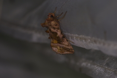 Autographa jota