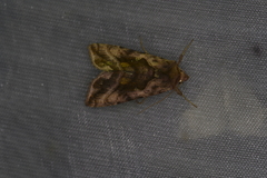 Autographa jota