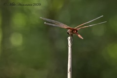 Tramea carolina