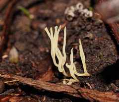 Ramariopsis cremicolor