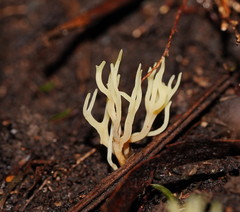 Ramariopsis cremicolor