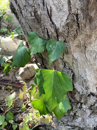 Hedera canariensis
