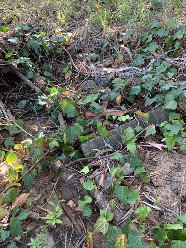Hedera canariensis
