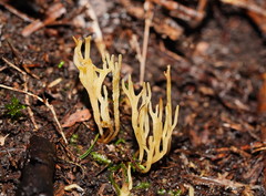 Ramariopsis cremicolor