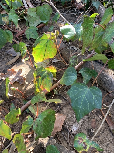 Hedera canariensis