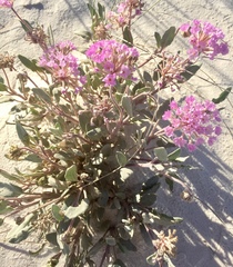 Abronia angustifolia