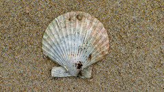 Aequipecten opercularis