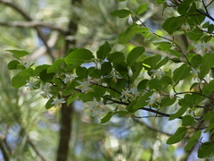 Styrax redivivus
