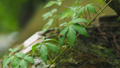 Choreutis amethystodes