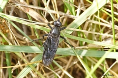 Dasypogon