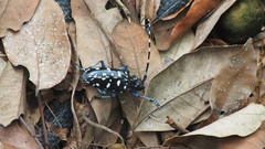 Anoplophora macularia