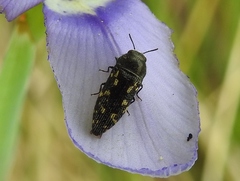 Acmaeoderini