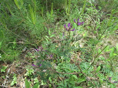 Astragalus suffruticosus