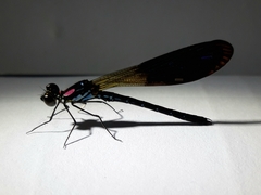 Heliocypha fenestrata