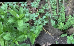 Lithospermum latifolium