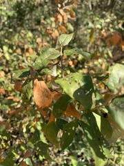 Croton menyharthii