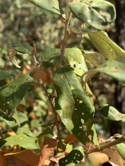 Croton menyharthii