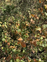 Croton menyharthii