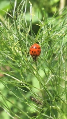 Harmonia axyridis
