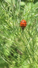 Harmonia axyridis