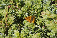Boloria pales