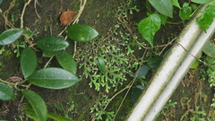 Selaginella repanda
