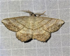 Eumacaria madopata