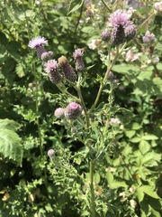 Cirsium arvense