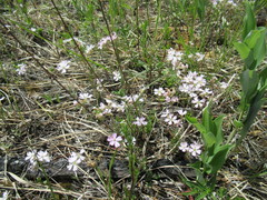 Silene linnaeana