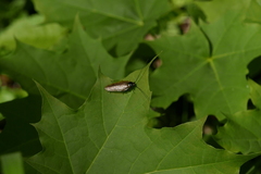 Ectobius lapponicus