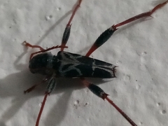 Neoclytus araneiformis