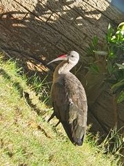 Bostrychia hagedash hagedash