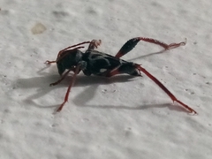 Neoclytus araneiformis