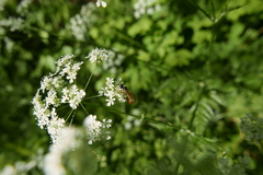 Tryphoninae