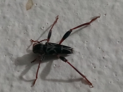 Neoclytus araneiformis