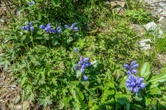 Dracocephalum grandiflorum