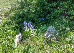 Dracocephalum grandiflorum