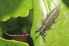 Agapanthia daurica