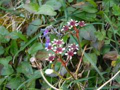 Micranthes melaleuca